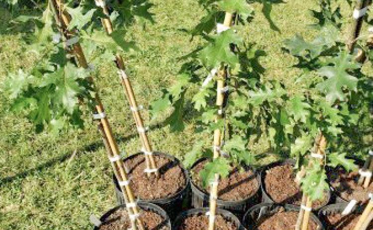 Apply for Michigan’s $100,000 tree planting grant program