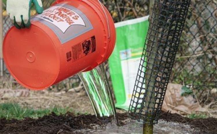 Give young trees a nice drink of water when it’s hot outside