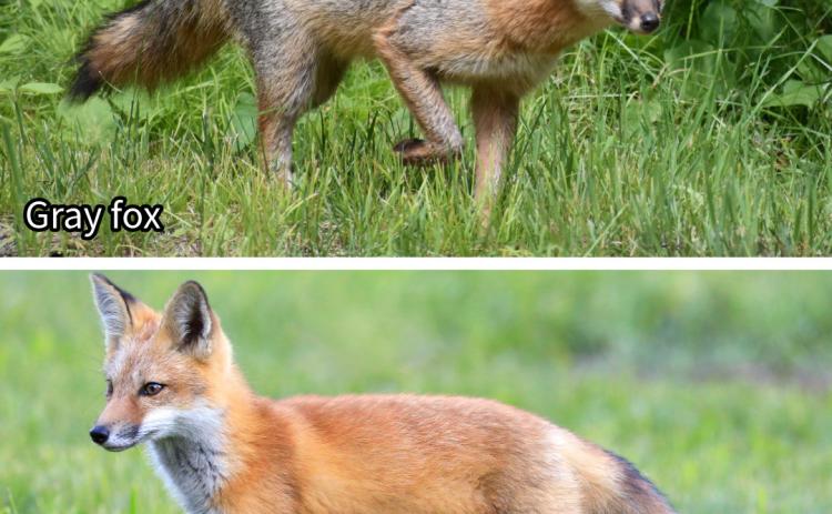 Gray fox and red fox comparison: Gray fox (top) and red fox (bottom). Gray foxes are generally smaller than red foxes, with salt-and-pepper gray fur and a black stripe down the tail, and have shorter legs. Unlike red foxes, gray foxes are skilled climbers and can climb trees to escape predators or search for food.