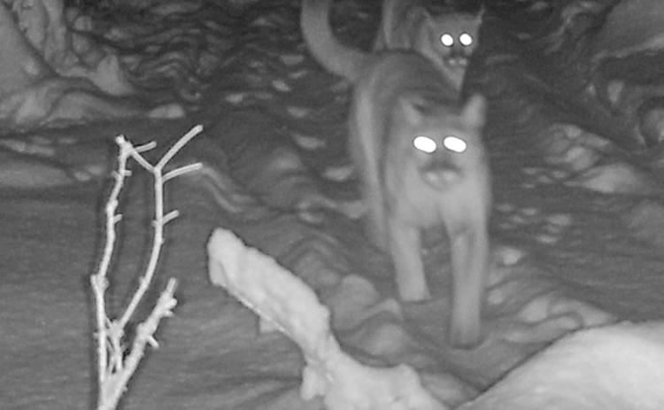 An adult cougar walks down a trail in the Upper Peninsula followed by two cougar cubs on Dec. 6, 2025. The DNR verified this photo from a private trail camera by enhancing the image to verify the existence of the three cougars, including the cub bringing up the rear.