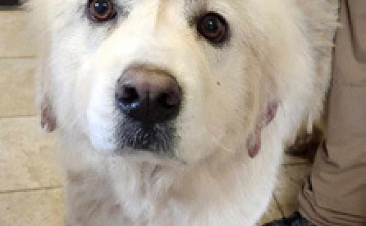 PET OF THE WEEK