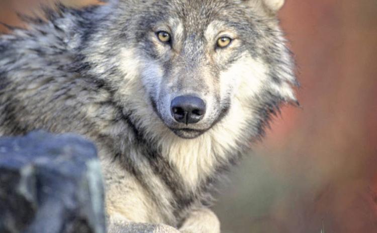 Latest DNR survey shows stable wolf population in Michigan
