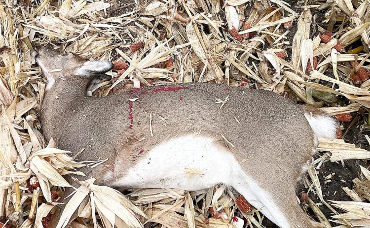 A 26-year-old Clinton County man faces 50 counts of firearm and wildlife violations following a lengthy investigation by Michigan DNR conservation officers.