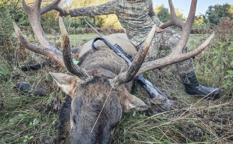 ELK TAKEN