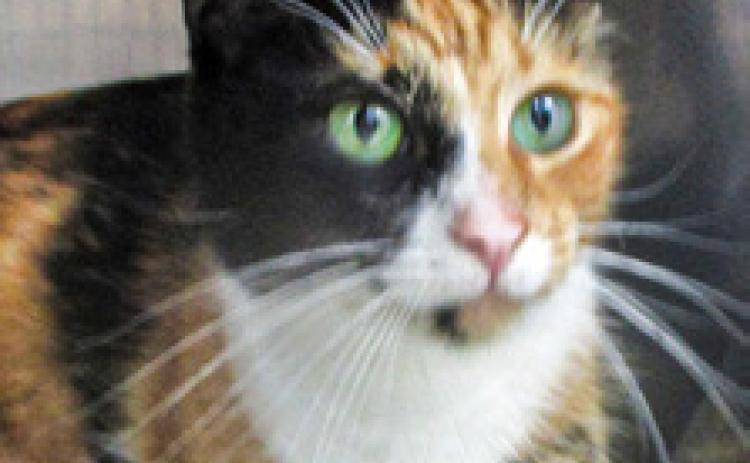 PET OF THE WEEK