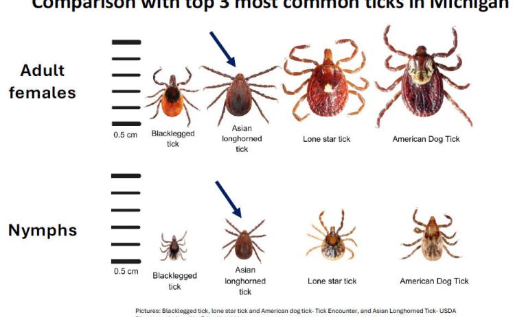 Asian longhorned ticks discovered in Berrien County