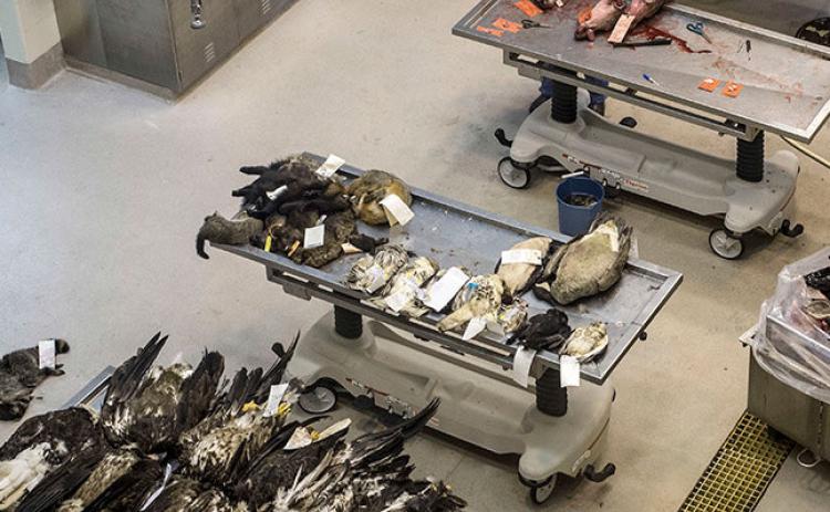 Technicians test deer heads for CWD at the MSU Veterinary Diagnostic Laboratory. TONY CEPAK