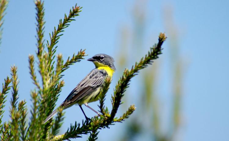 The Kirtland Warbler was downlisted from endangered to threatened. MICHIGAN DEPARTMENT OF NATURAL RESOURCES.