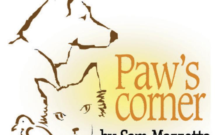 Dog’s aggression is a worry