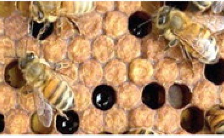 BEEKEEPING CLINIC OFFERED IN CADILLAC