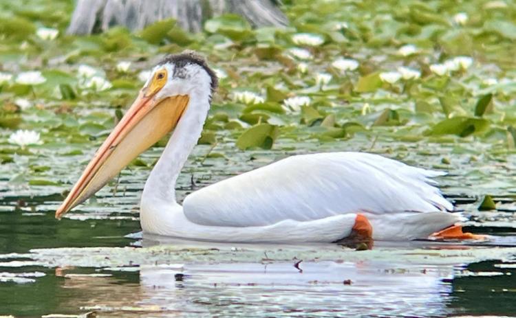 American White Pelican