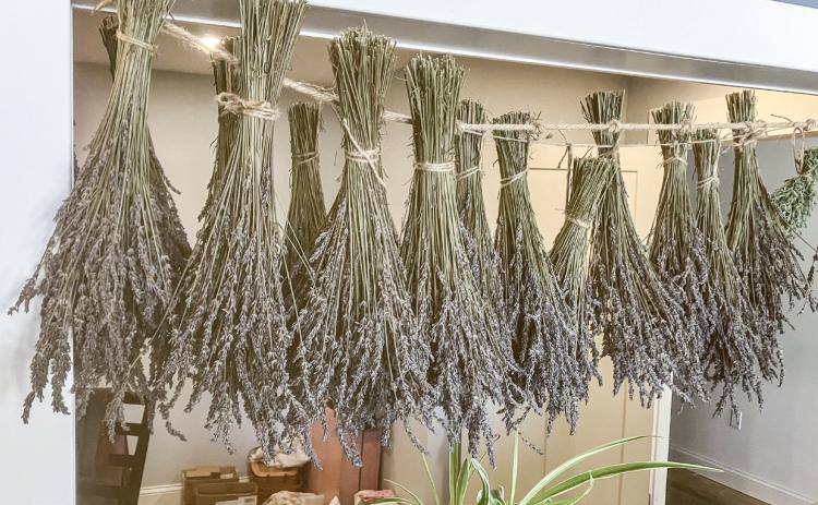 Lavender plants hanging behind the counter are available for sale in bunches at the Greenwood Lavender Ranch Boutique.