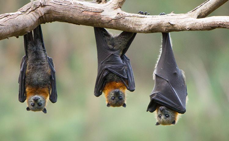 How to keep bats out of the house