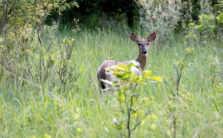 DNR confirms state’s first cases of EHD for 2026