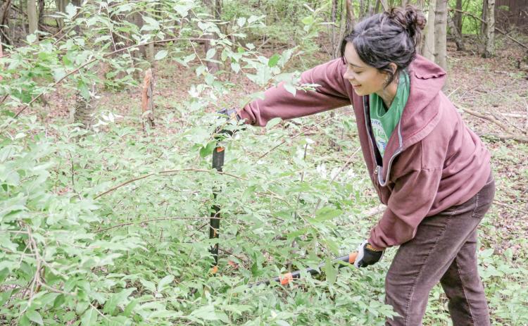 Stewardship Series with Little Forks Conservancy