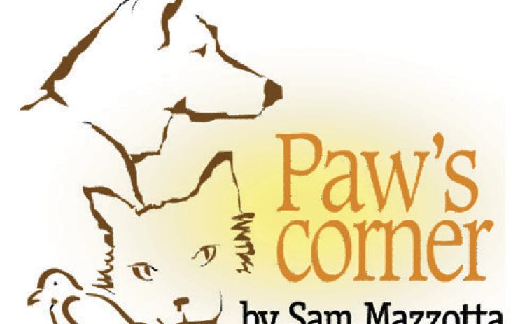 Time for summer fun with your dog