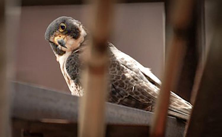What is that young hawk doing?
