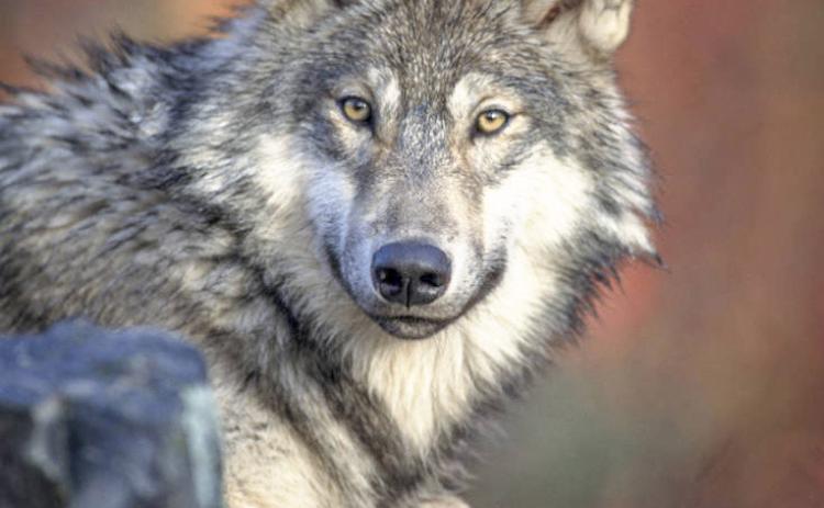 This photo provided only as an example of the species. Photo courtesy of U.S. Fish and Wildlife Service, NCTC Image Library.