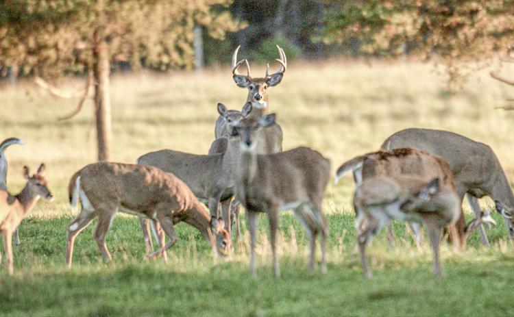 DNR announces field trial for the study of vaccinating deer against bovine tuberculosis