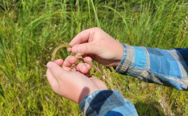 Michigan joins federal program that collects native flora and champions restoration