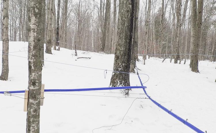 Maple tubes at the MSU Forestry Innovation Center. MSU FORESTRY INNOVATION CENTER