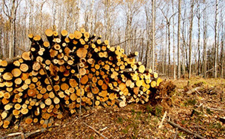 Piled aspen logs are shown in a forest, waiting to be transported.