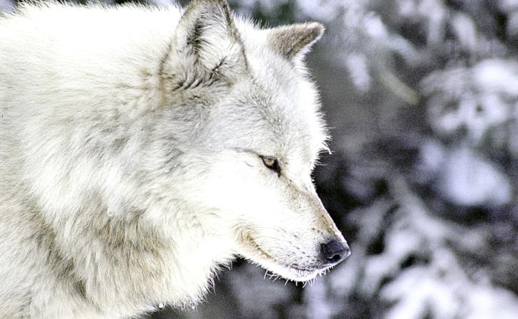 Gray Wolf MICHIGAN DEPARTMENT OF NATURAL RESOURCES