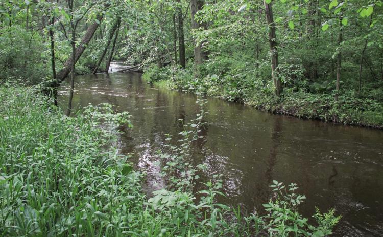 The Rabbit River in Southwest Michigan is one of several streams in the state where high E. coli levels have been detected. PHOTO PROVIDED BY TIM KISER