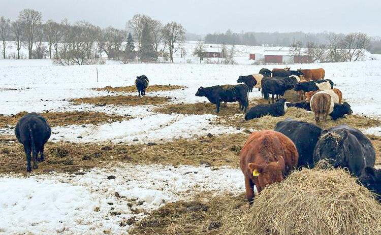 Beef cattle bale grazing on a farm in Michigan. PHOTO BY MSU EXTENSION