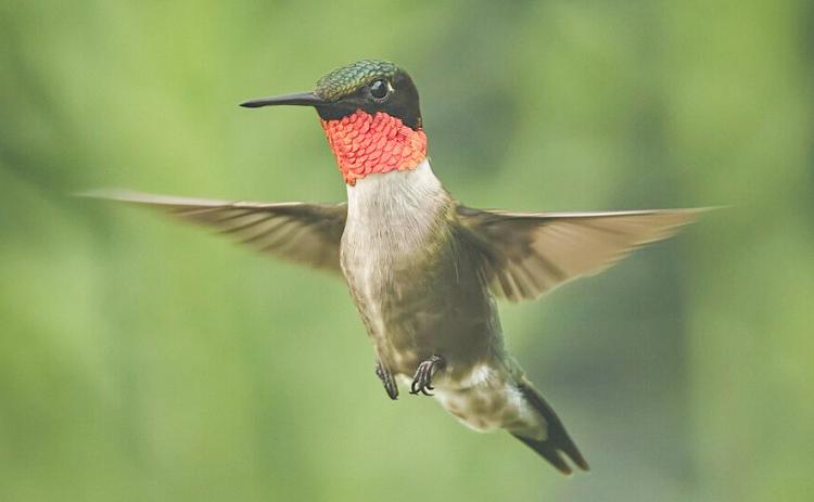 Ruby-throated Hummingbird