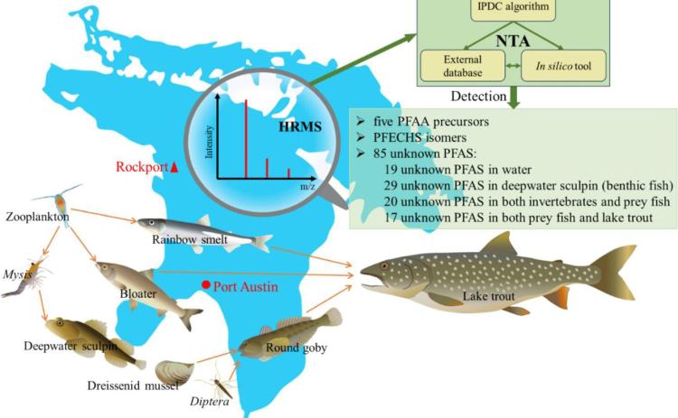 Forever chemicals found in fish, mussels and water of Lake Huron in a 2025 study in the Journal of Great Lakes Research. JOURNAL OF GREAT LAKES RESEARCH