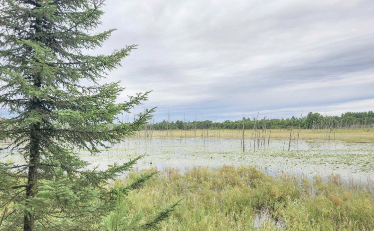 Little Forks Conservancy permanently protects 45 acres in Clare County