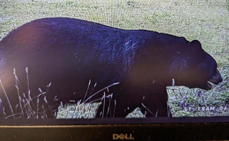 BLACK BEAR SPOTTING