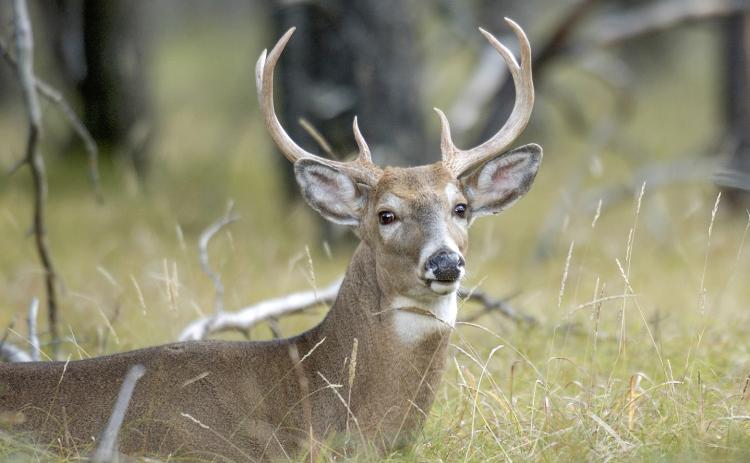 CWD confirmed in a farmed white-tailed deer from Osceola County
