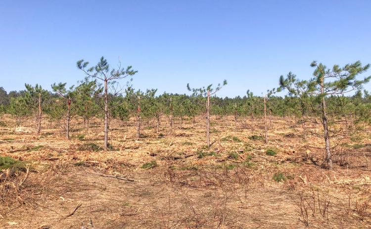 What’s with those trees?  They’re making seeds for the future