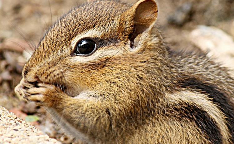 An eastern chipmunk pauses to snack on a seed while foraging on a sunny afternoon. PUBLICDOMAINPICTURES.NET.