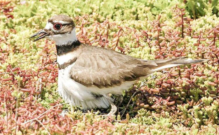 Green roofs are saving green dollars