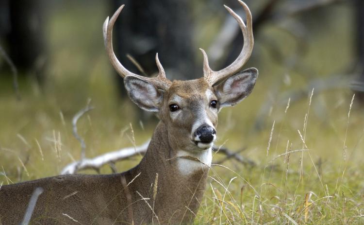 Deer hunting preview
