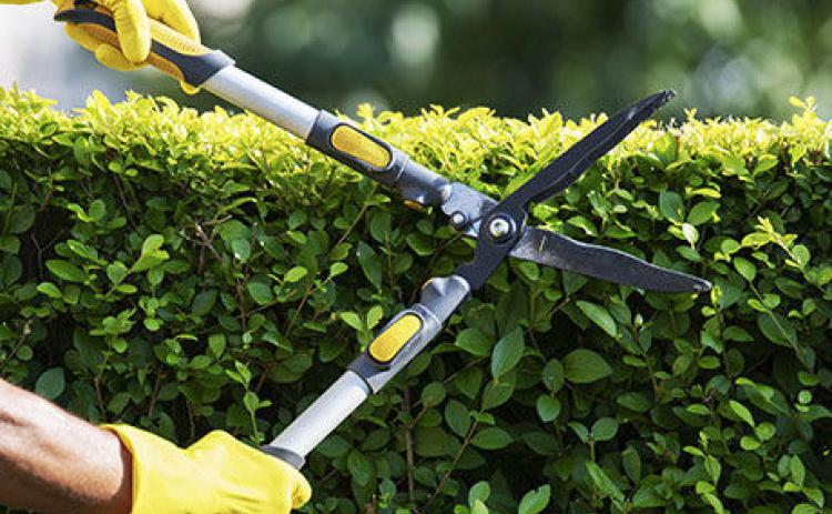 How to prune bushes