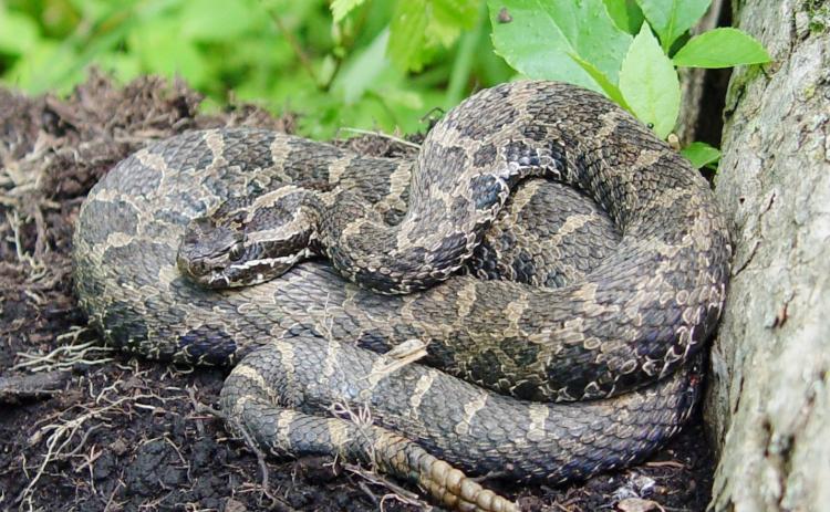 Michigan is a stronghold for the eastern massasauga rattlesnake, which is both state and federally threatened under the Endangered Species Act. MICHIGAN NATURAL FEATURES INVENTORY