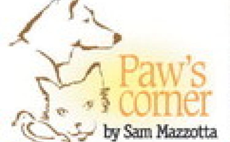 Frosty temps result in cold paws