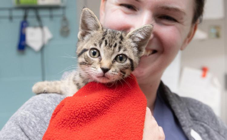 Bipartisan bills signed protecting animals, expanding resources