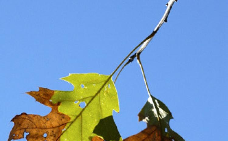 One of the symptoms of oak wilt is when green-andbrown leaves start falling from the top of the tree in late summer. To help prevent the spread of this fungal disease, don’t prune oak trees from April 15July 15, when risk of insectborne infection is highest.