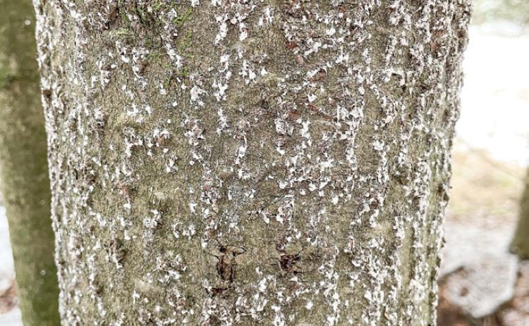 The trunk of a balsam fir heavily infested with balsam woolly adelgid. The insect’s egg sacs appear as small, white, cottony masses on fir trunks and branches.