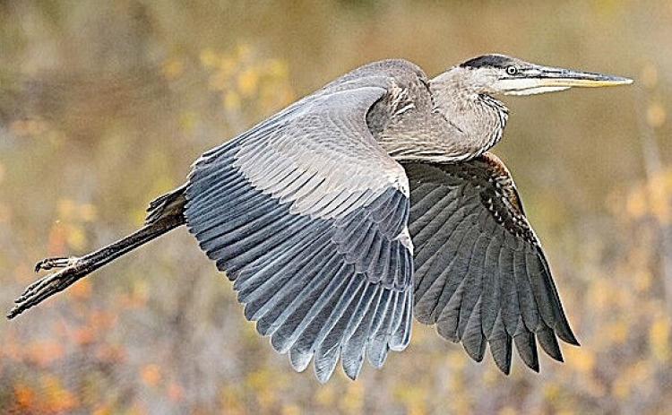 Great Blue Heron