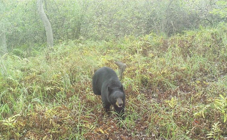 Photos of a black bear in Clinton County from summer 2024 were recently found on remote trail cameras. PHOTO PROVIDED BY JEN OWEN