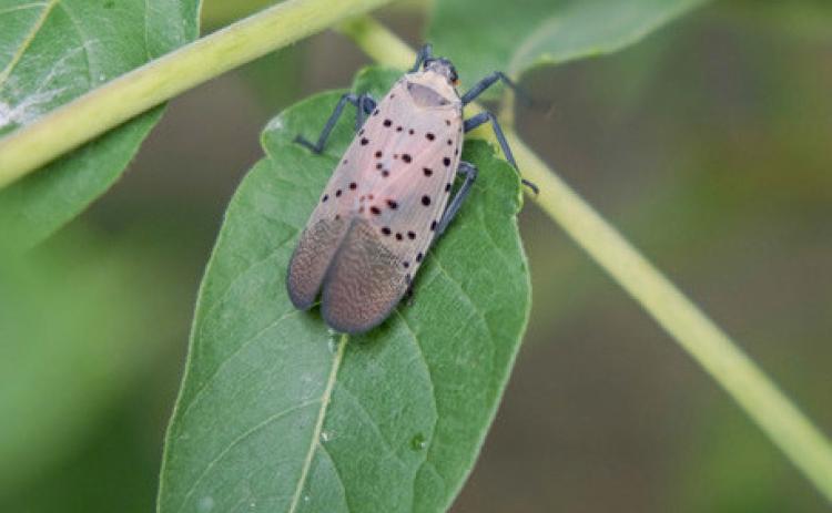 Pictured is an adult spotted lanternfly on a leaf. PHOTO PROVIDED BY MDARD