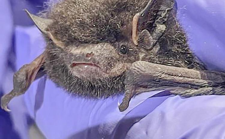 A collaborative effort to protect Michigan’s bats