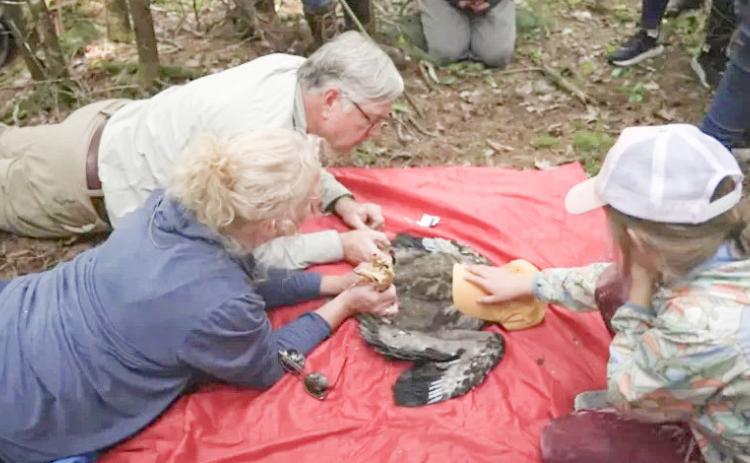 William Bowerman of the Wings Over Water Research Institute, and two volunteers examine a bald eagle in May. COURTESY OF WINGS OVER WATER RESEARCH INSTITUTE