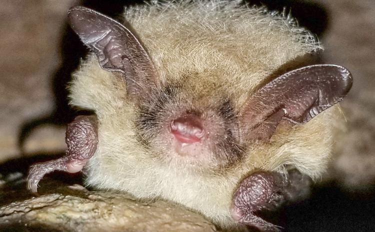 Three bat species – little brown, northern long-eared (pictured here) and tri-colored – have been listed as threatened in Michigan due to significant population declines resulting from white-nose syndrome.